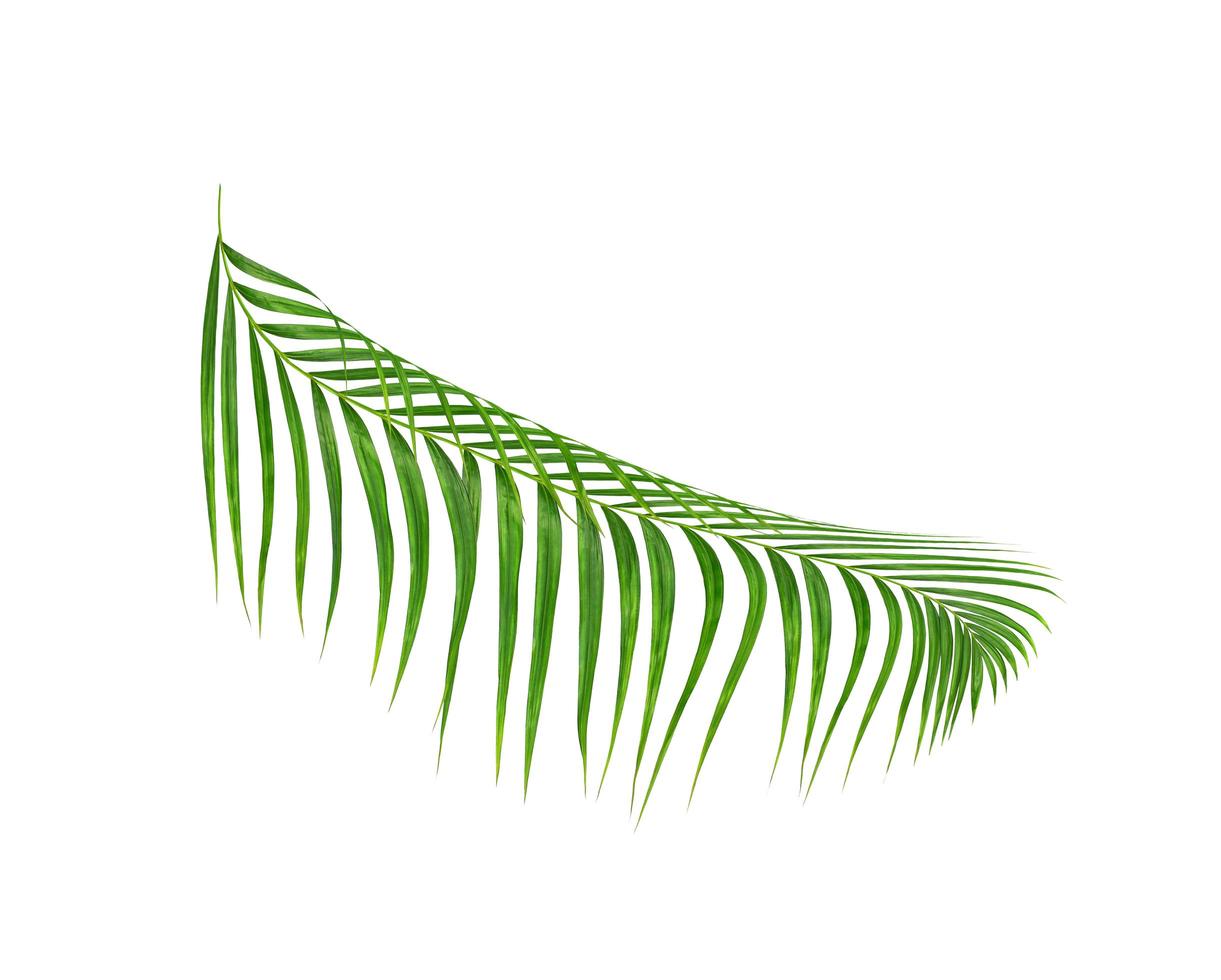 Curved green tropical leaf branch photo