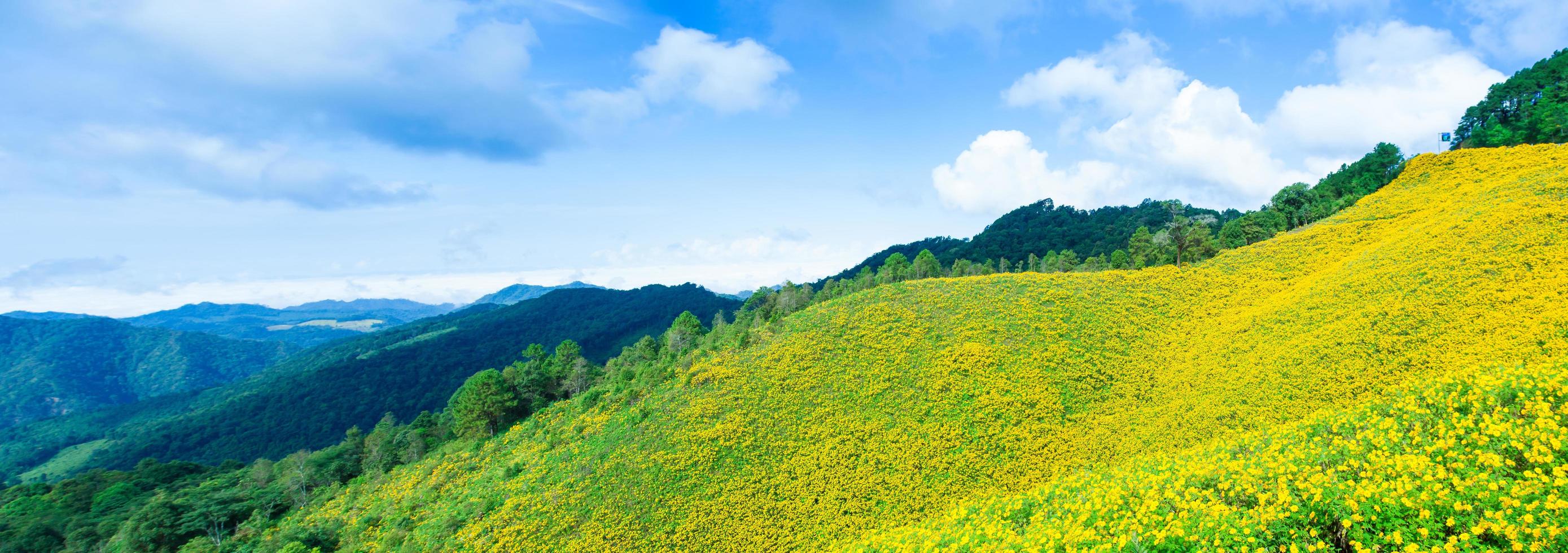 Landscape in Thailand with yellow flowers photo