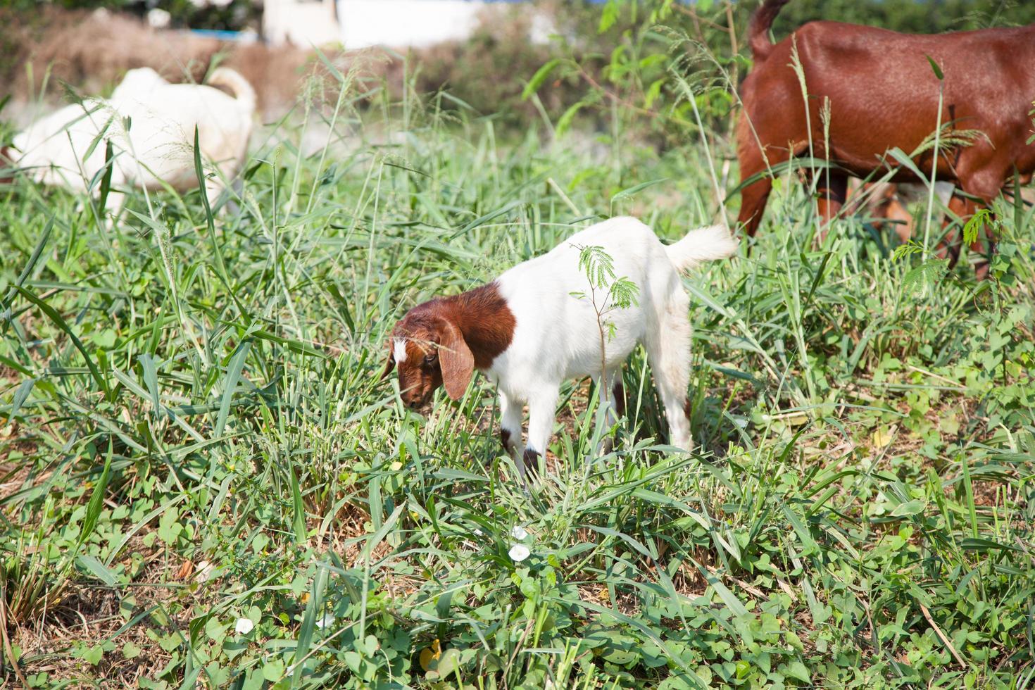 Goats eating grass photo