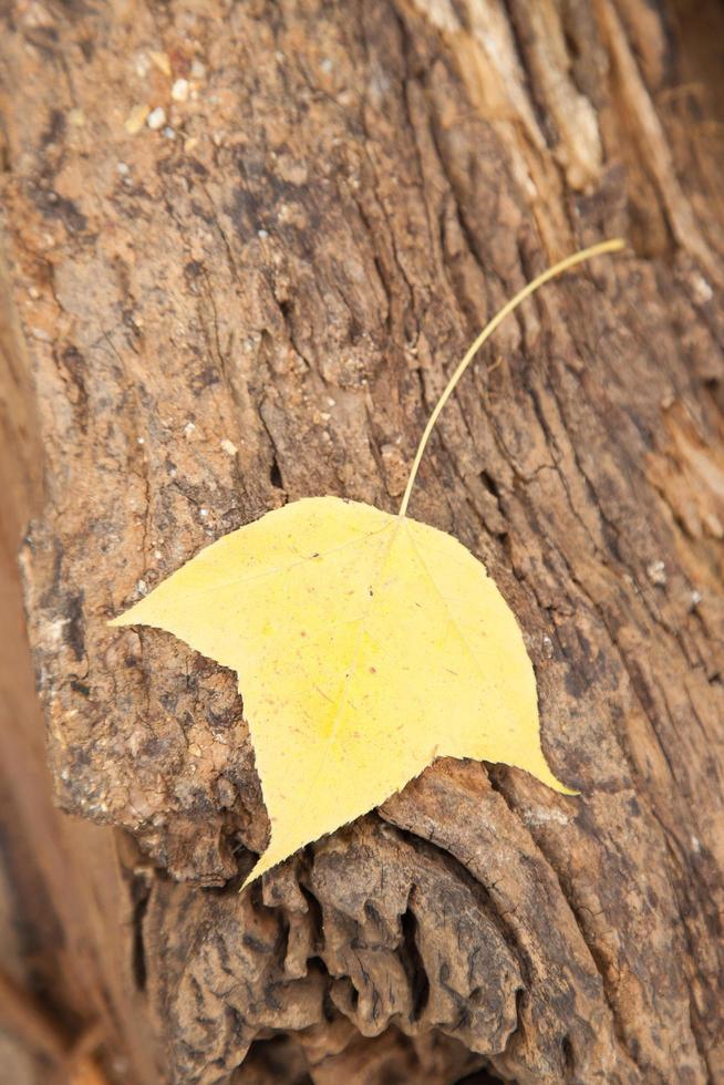 hoja en madera foto