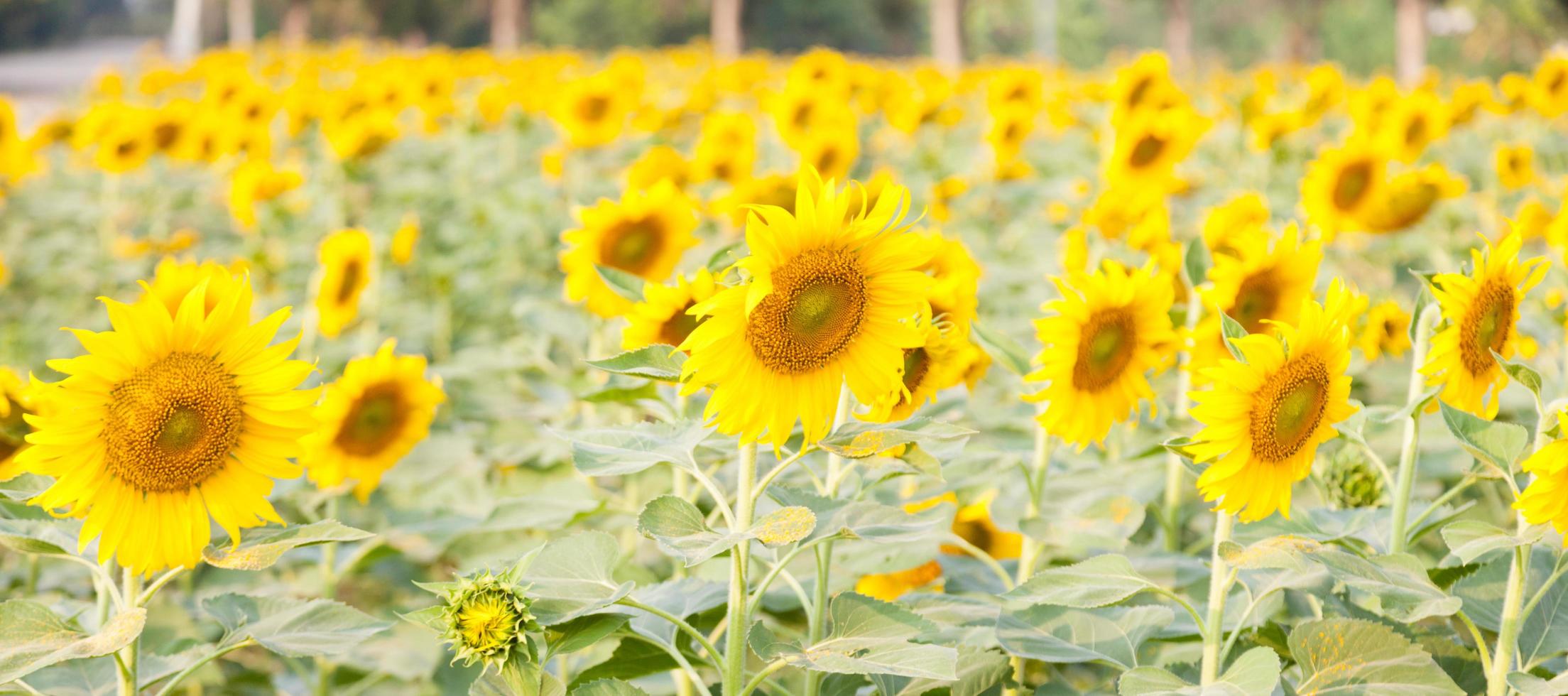 girasoles en el campo de girasoles foto