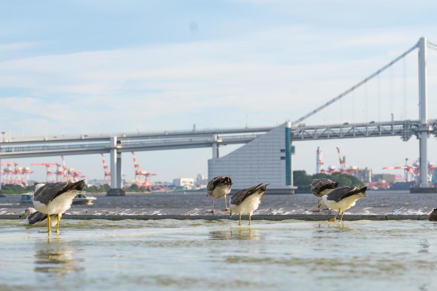 pájaros en el agua en tokio foto