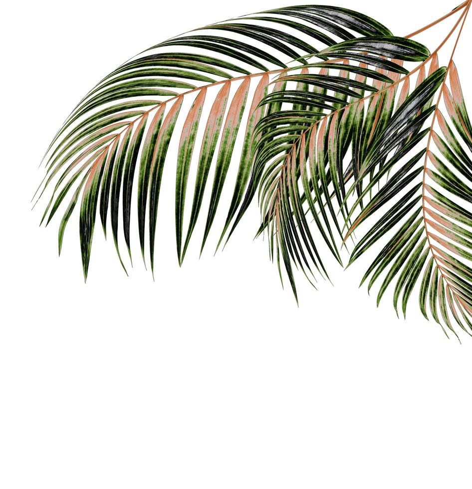 Brown and green palm leaves photo