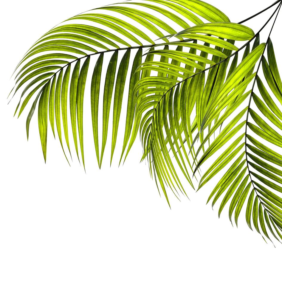 tres hojas de palma verde brillante foto