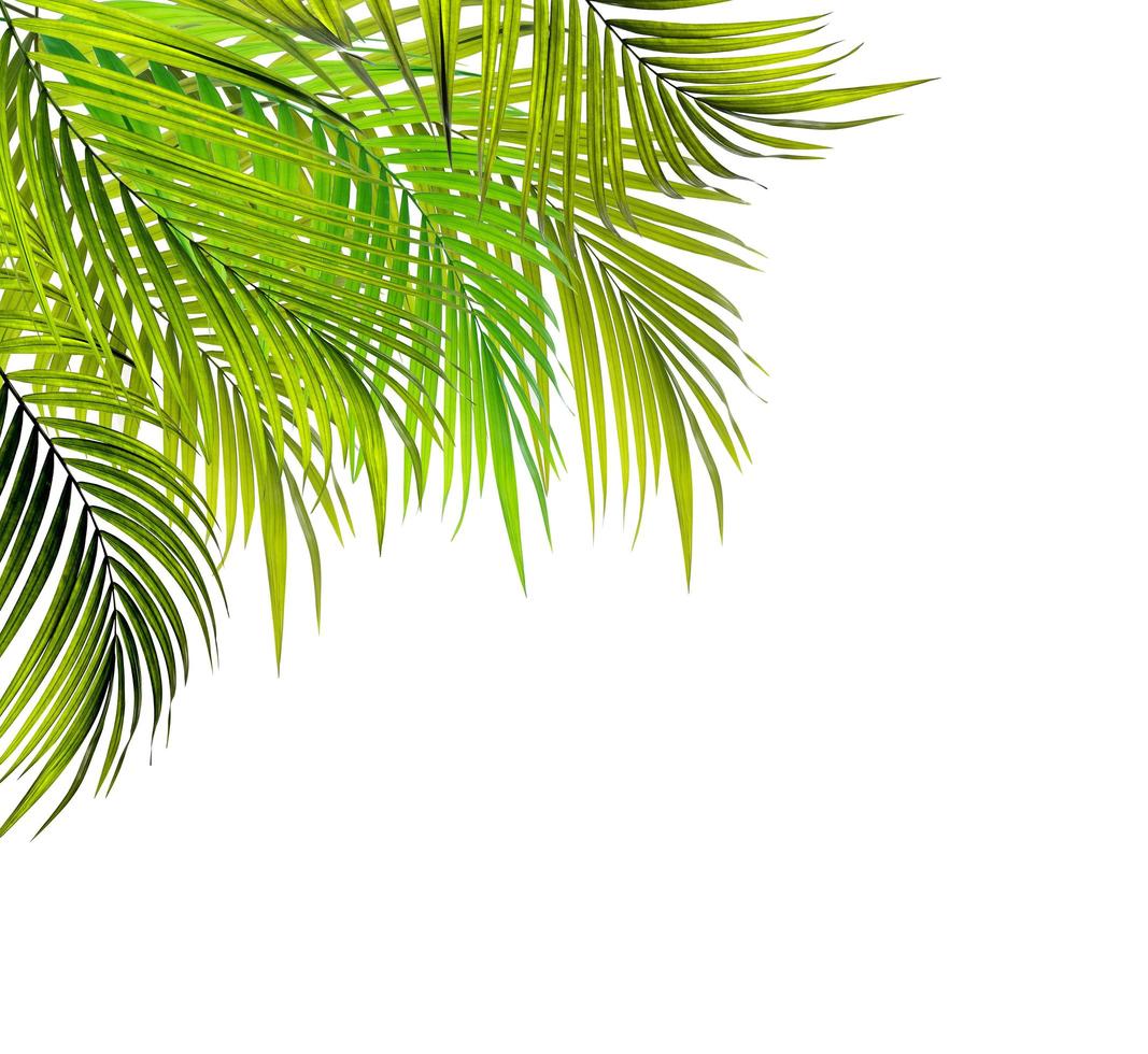 Group of green palm leaves 1965006 Stock Photo at Vecteezy
