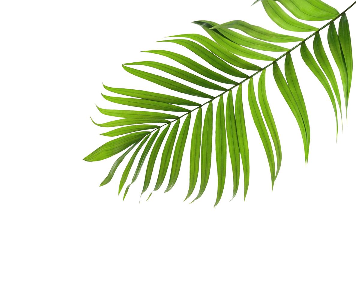 Green coconut leaf with copy space 1965031 Stock Photo at Vecteezy