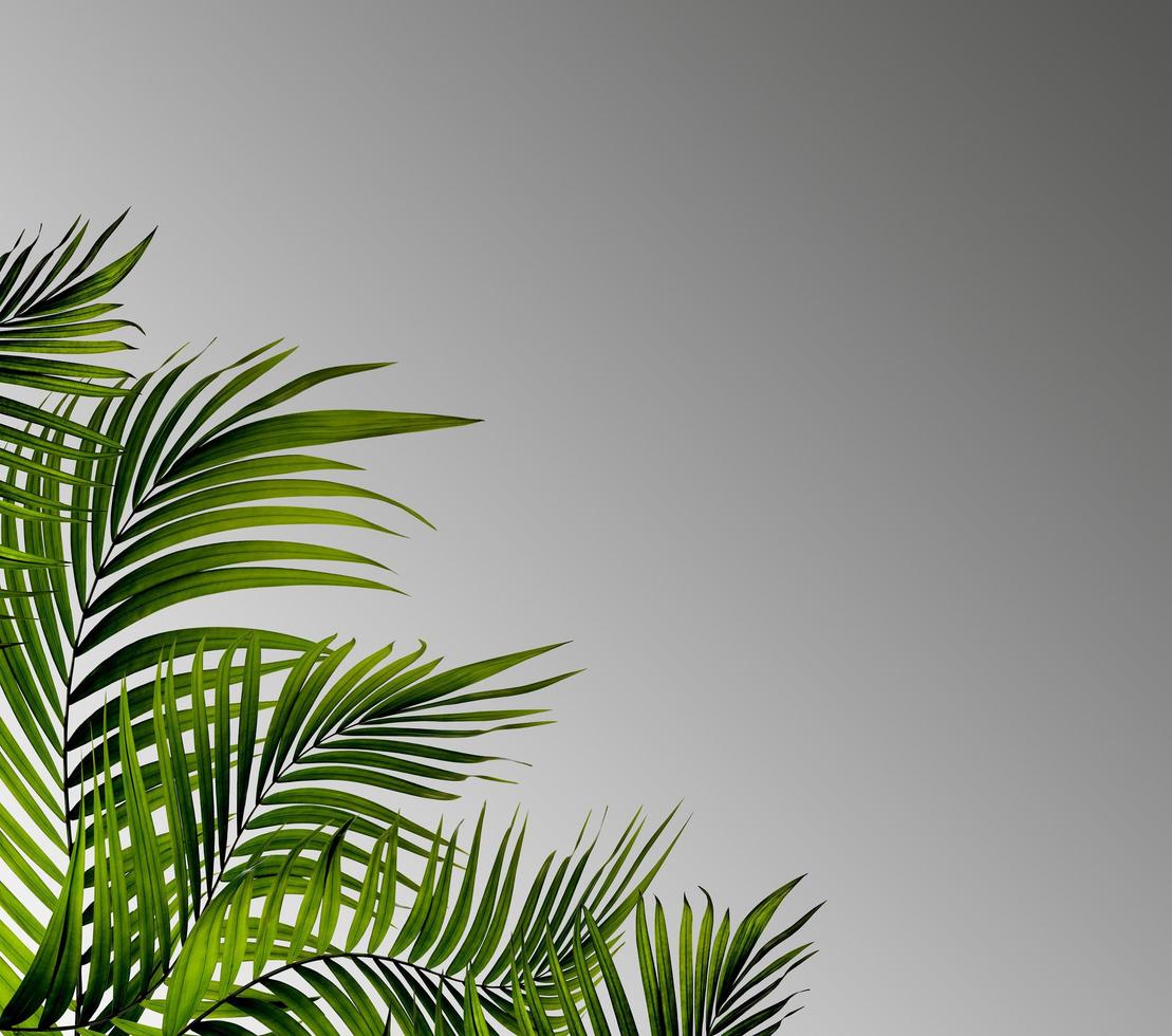 Palm leaves on a gray background photo