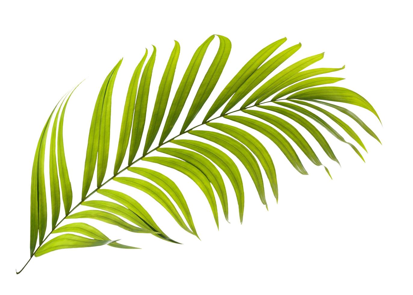 Single green palm leaf on a white background photo