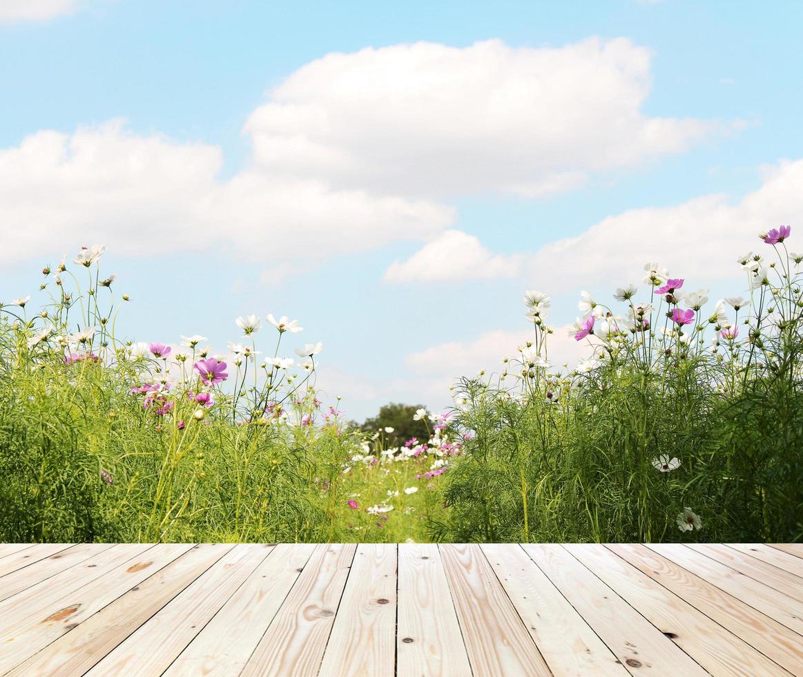 Field of cosmos flowers and table photo