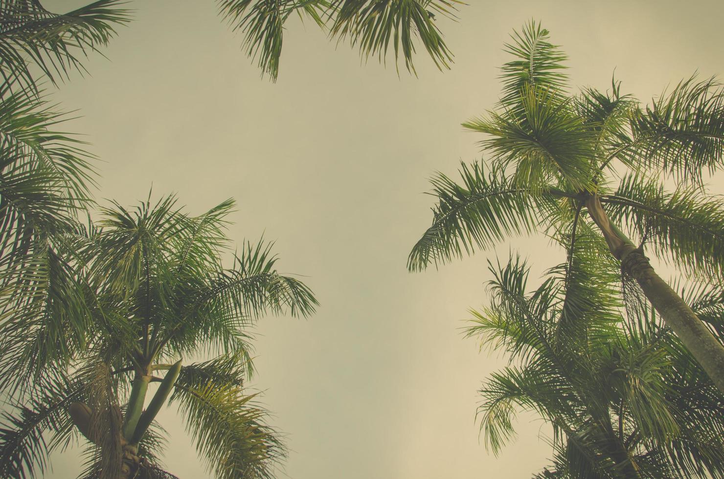 Vintage edit on palm trees photo