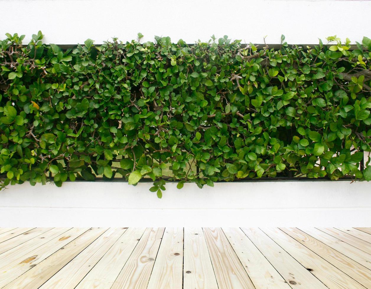 Green ivy on fence photo