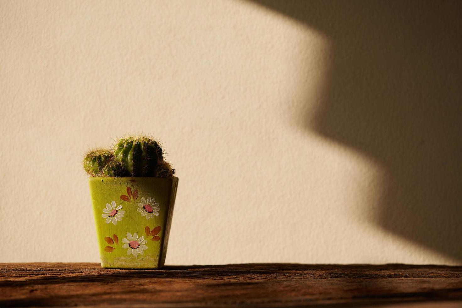 Cactus in pot photo