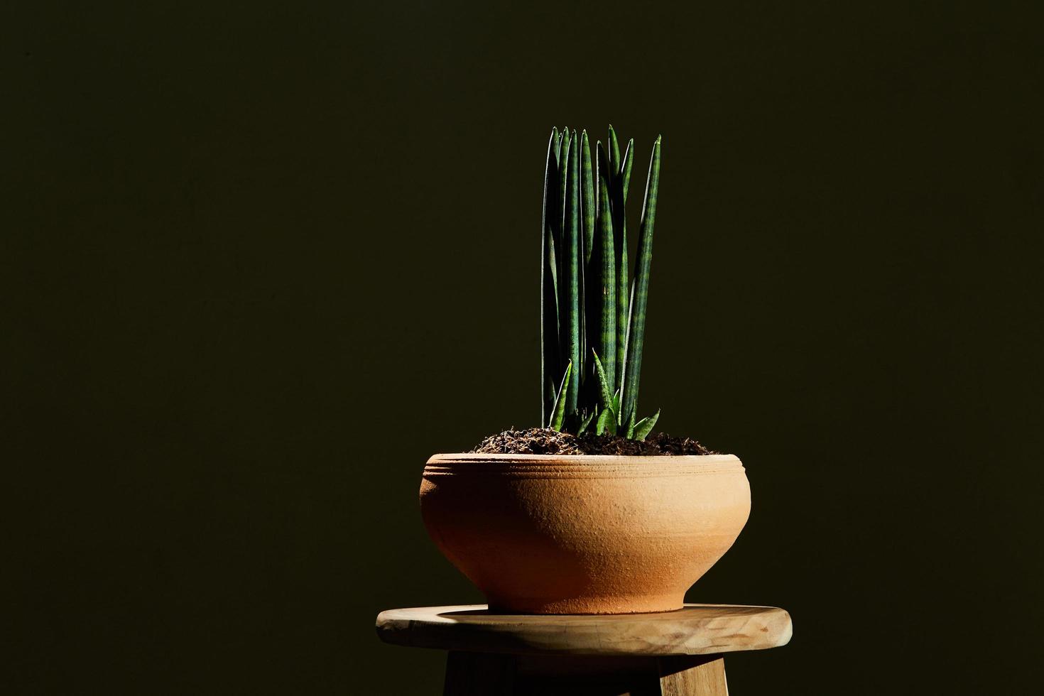 sansevieria stuckyi en maceta foto