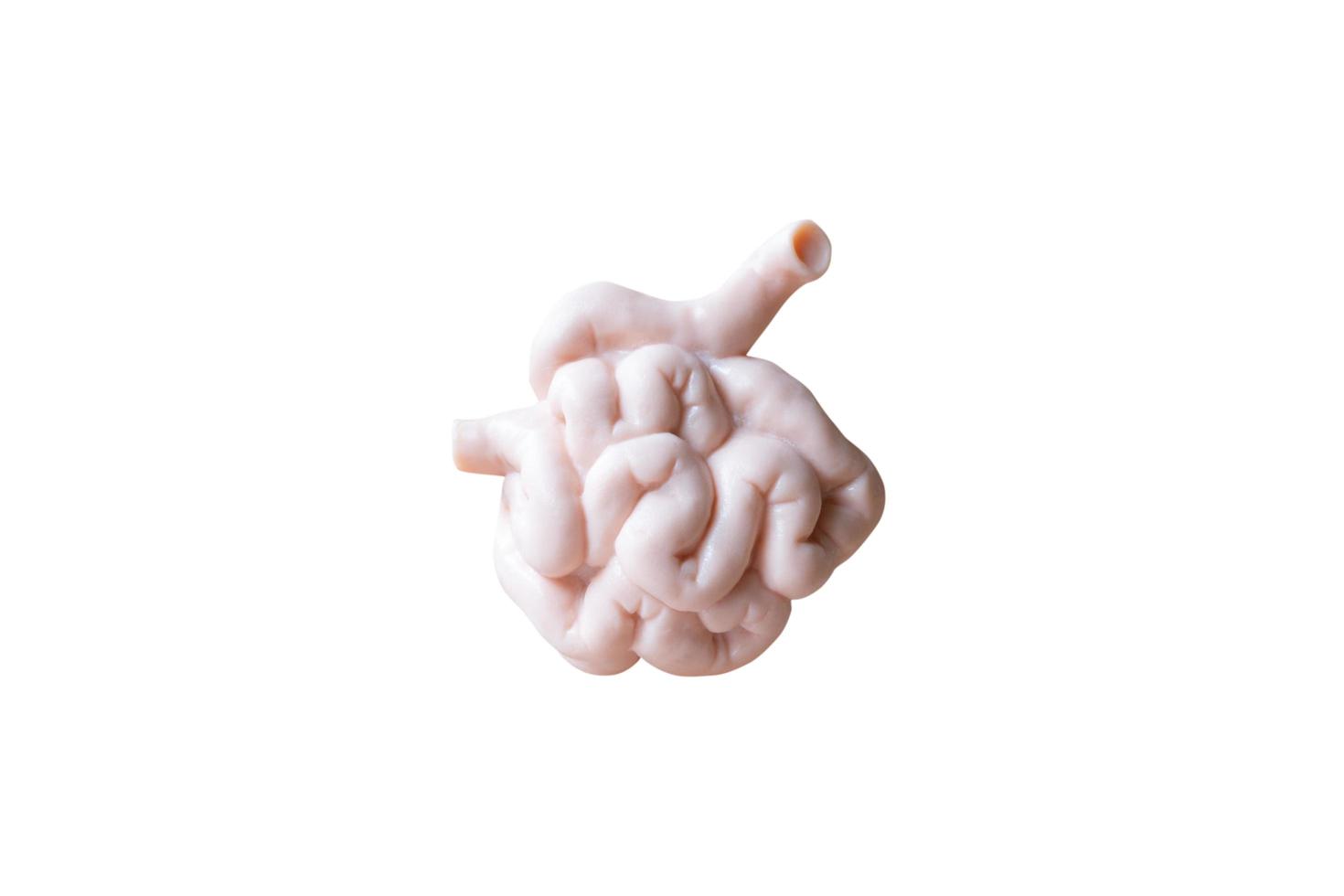 Human anatomical model of the small intestine photo