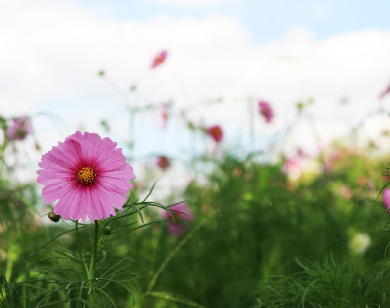 Pink cosmos flowers photo