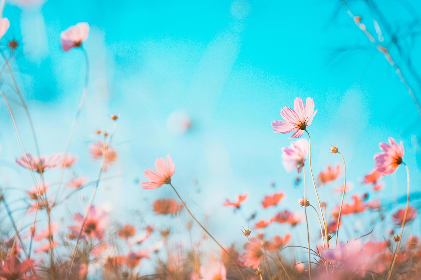 Pink flowers on blue sky photo