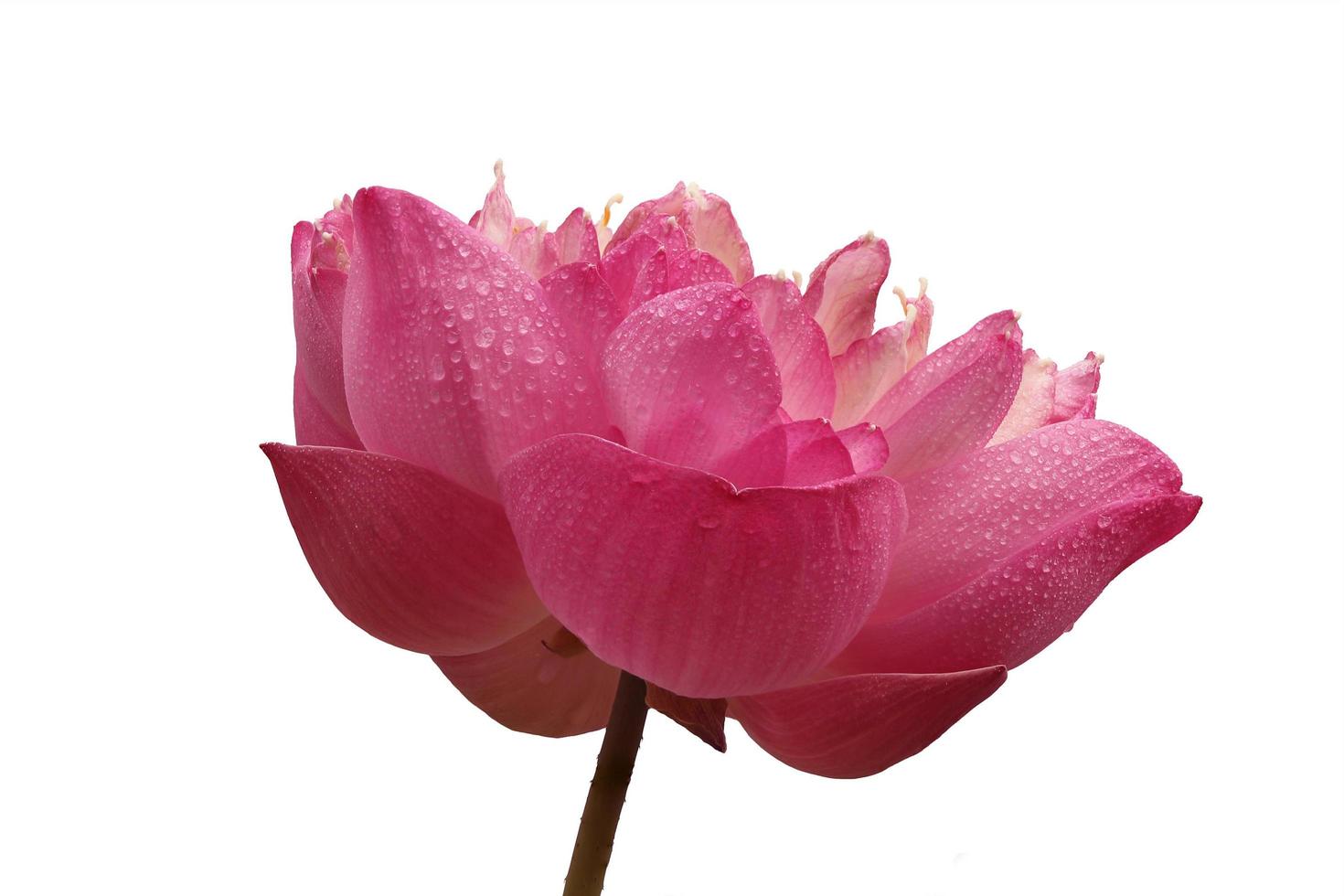 Pink lotus flower on white photo