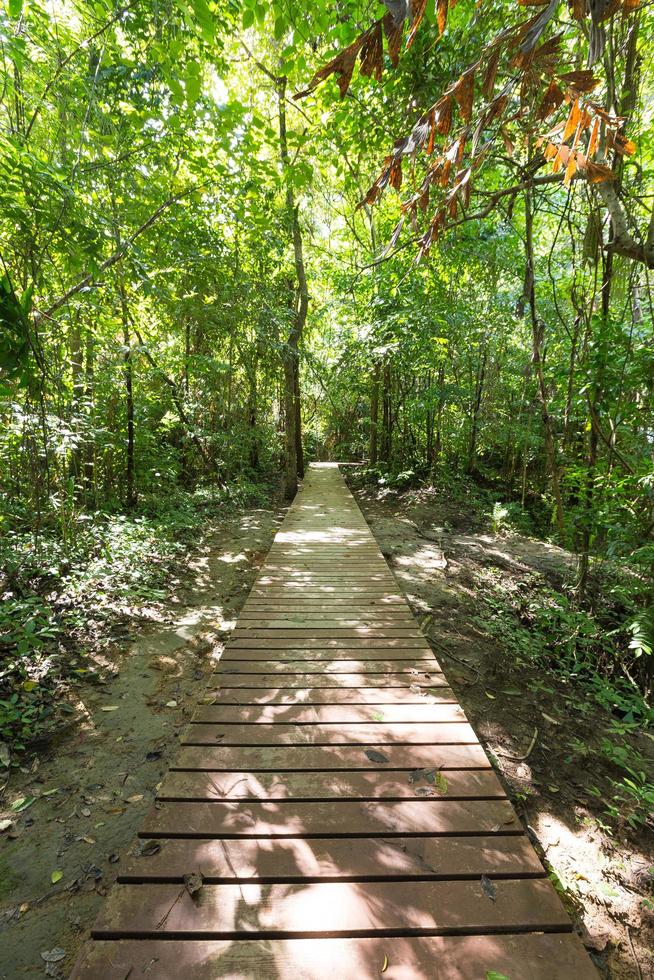Wooden walkway in the forest photo