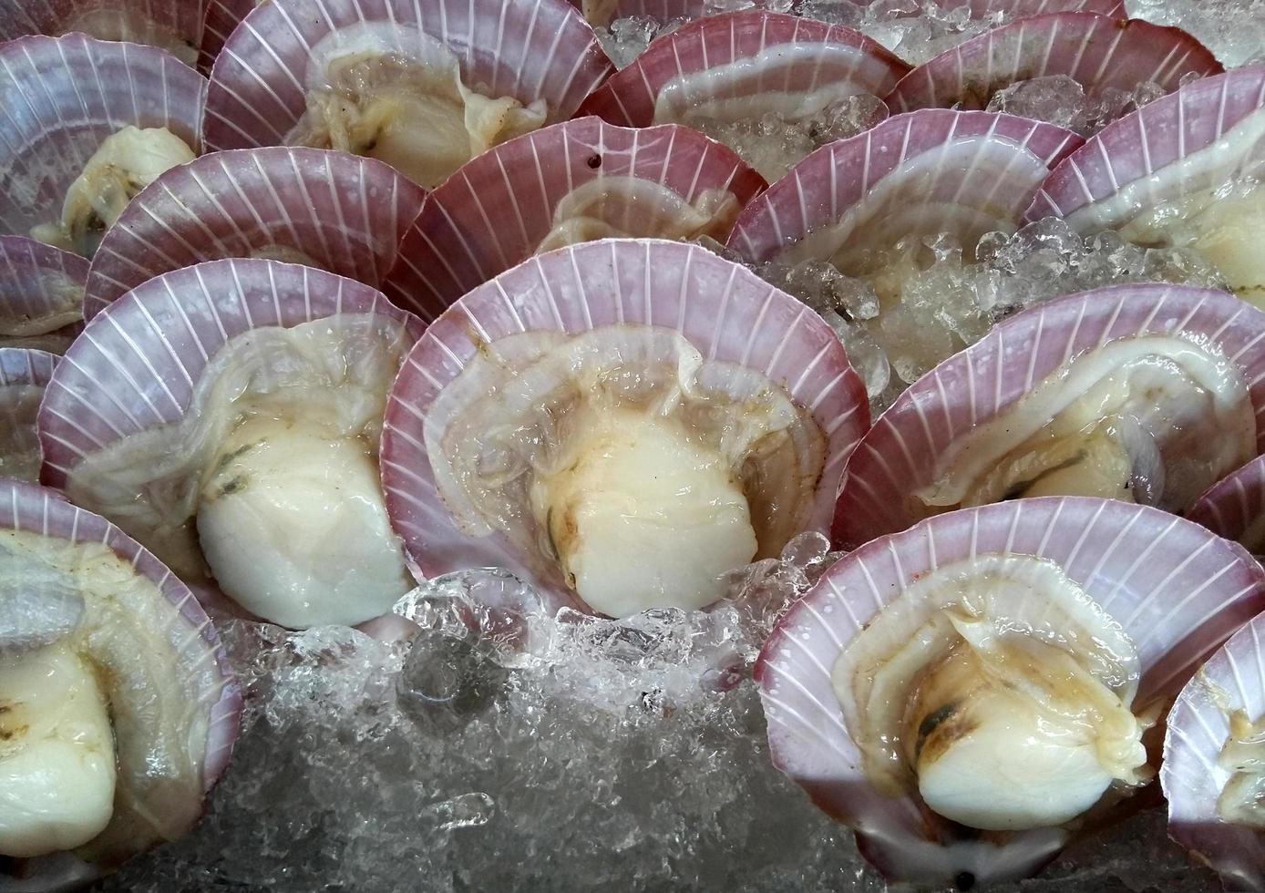 Scallops in shells photo