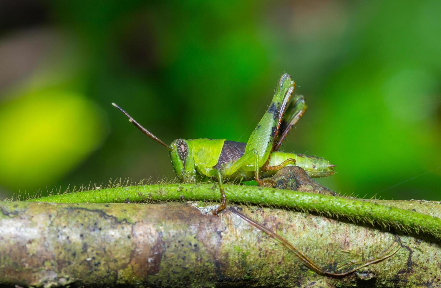 saltamontes en la ramita foto