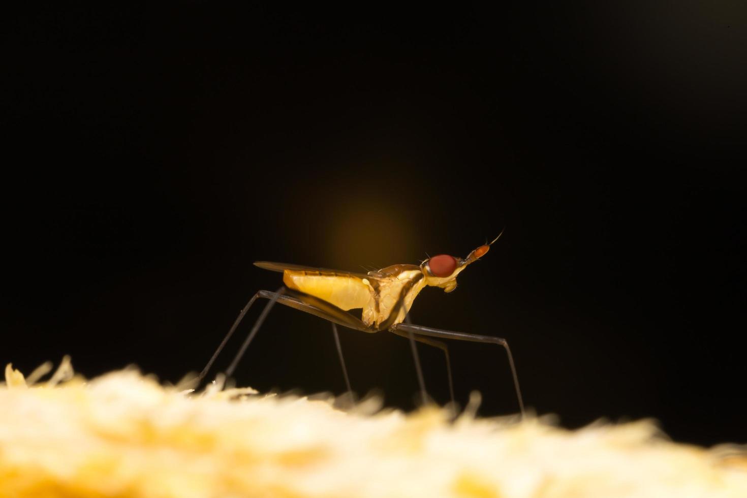 Small insect close-up photo