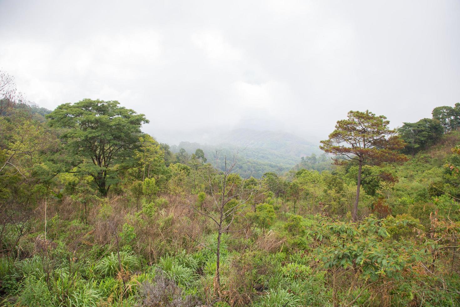 Forest in Thailand photo