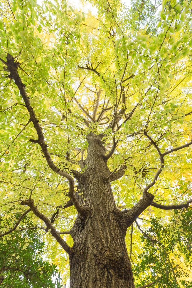 Tree in autumn photo