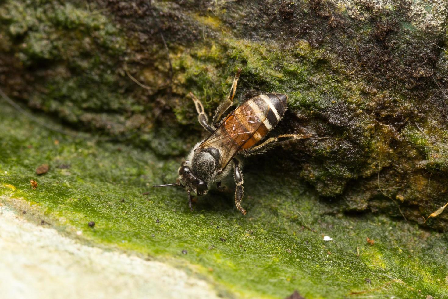 Bee on a stone photo