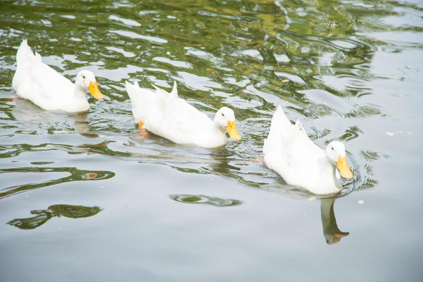 patos en el estanque foto