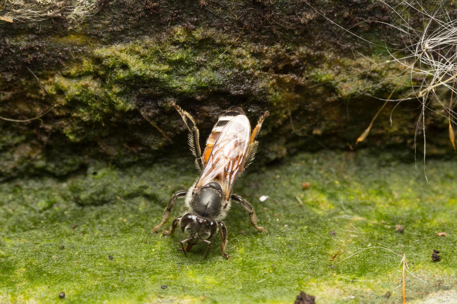 abeja en una piedra foto