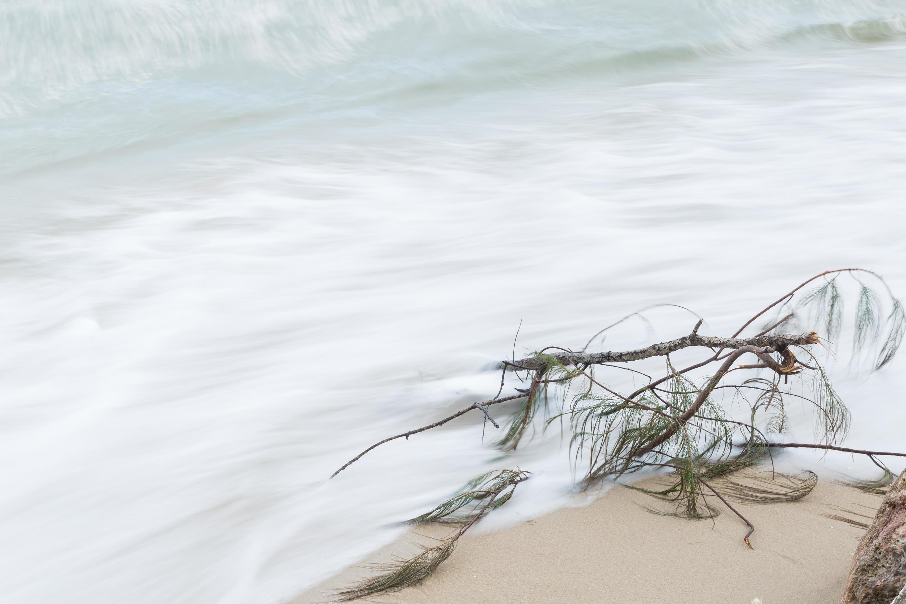 Branches on the beach 1965605 Stock Photo at Vecteezy