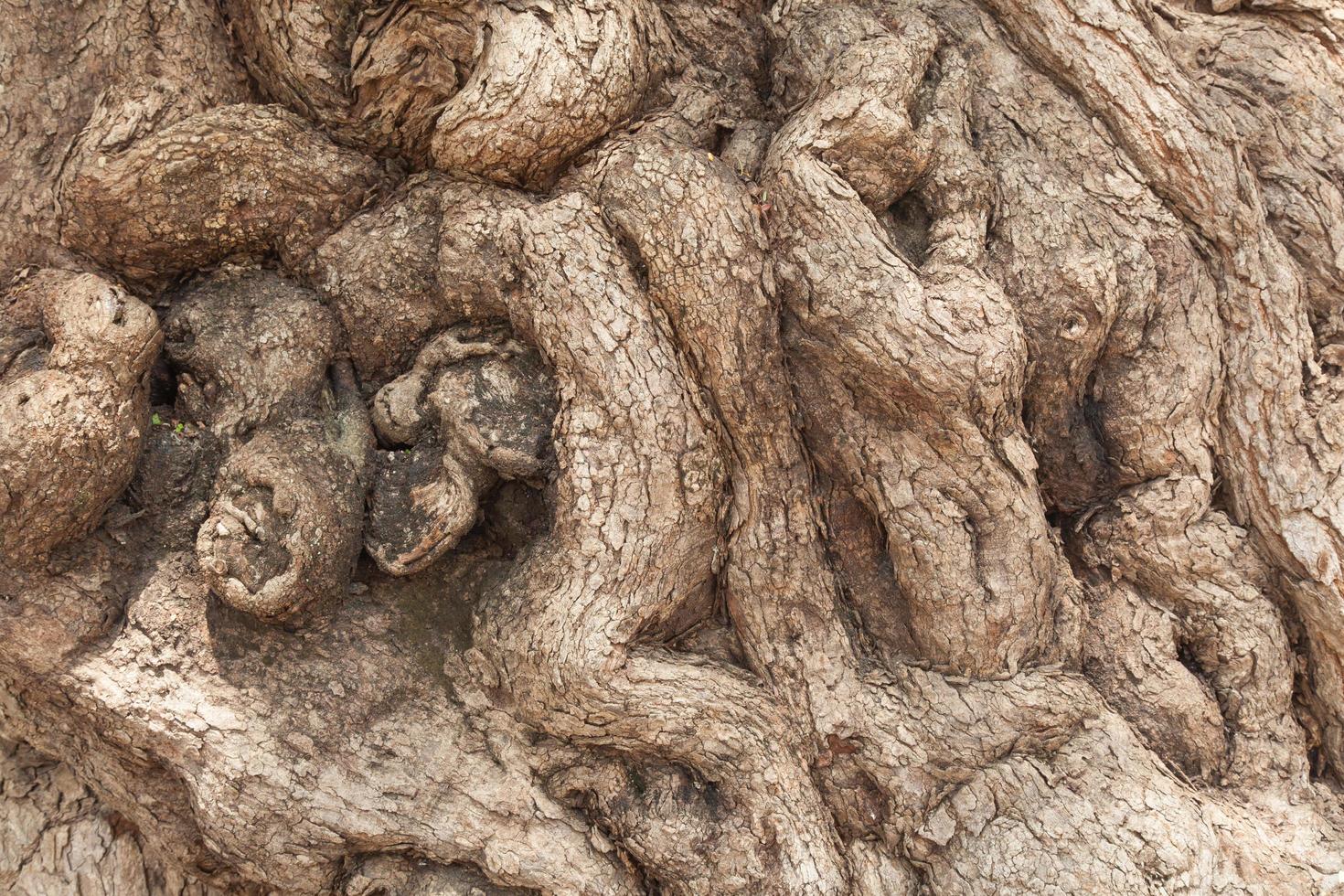 Roots of an old tree in the park photo