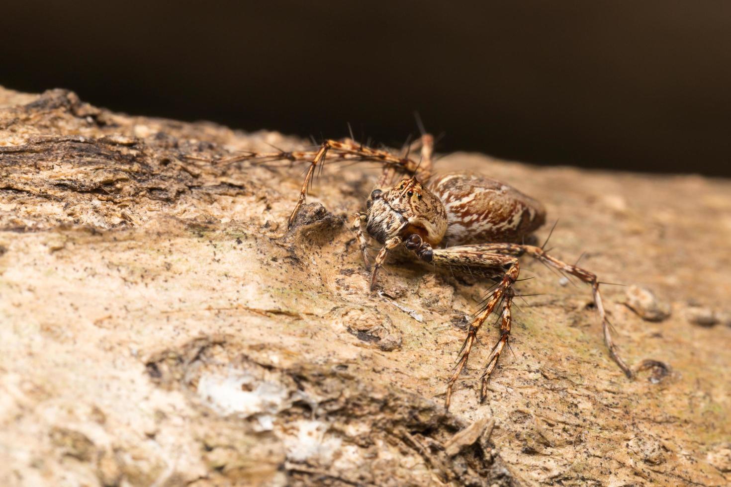 Spider close-up photo