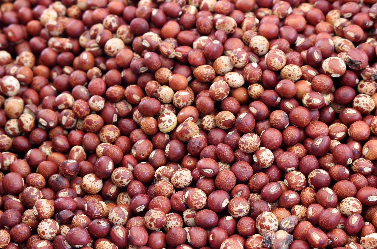 guisantes rojos foto