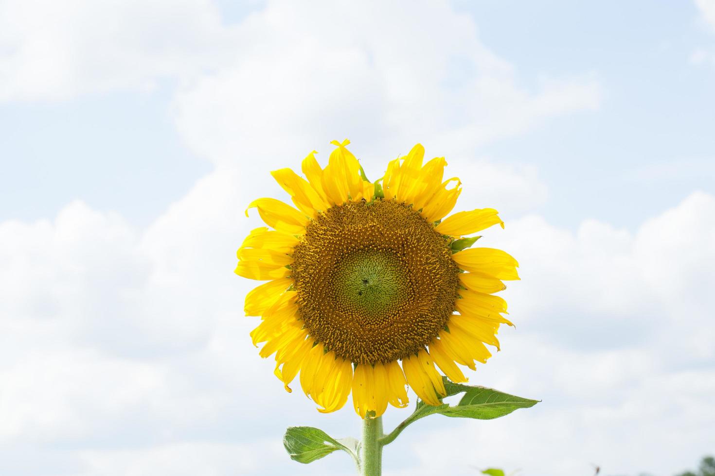 Sunflower in full bloom photo