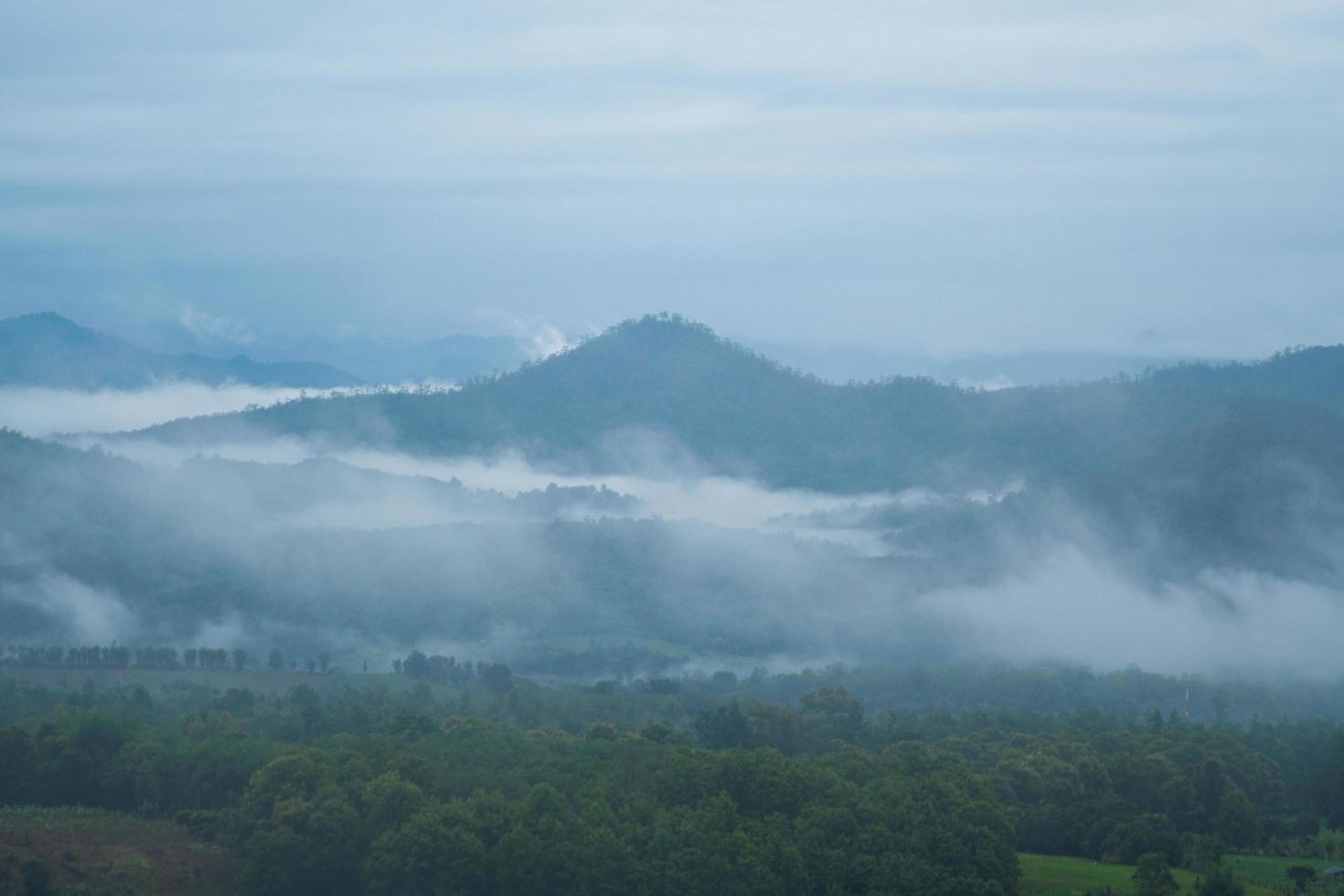 niebla sobre el bosque foto