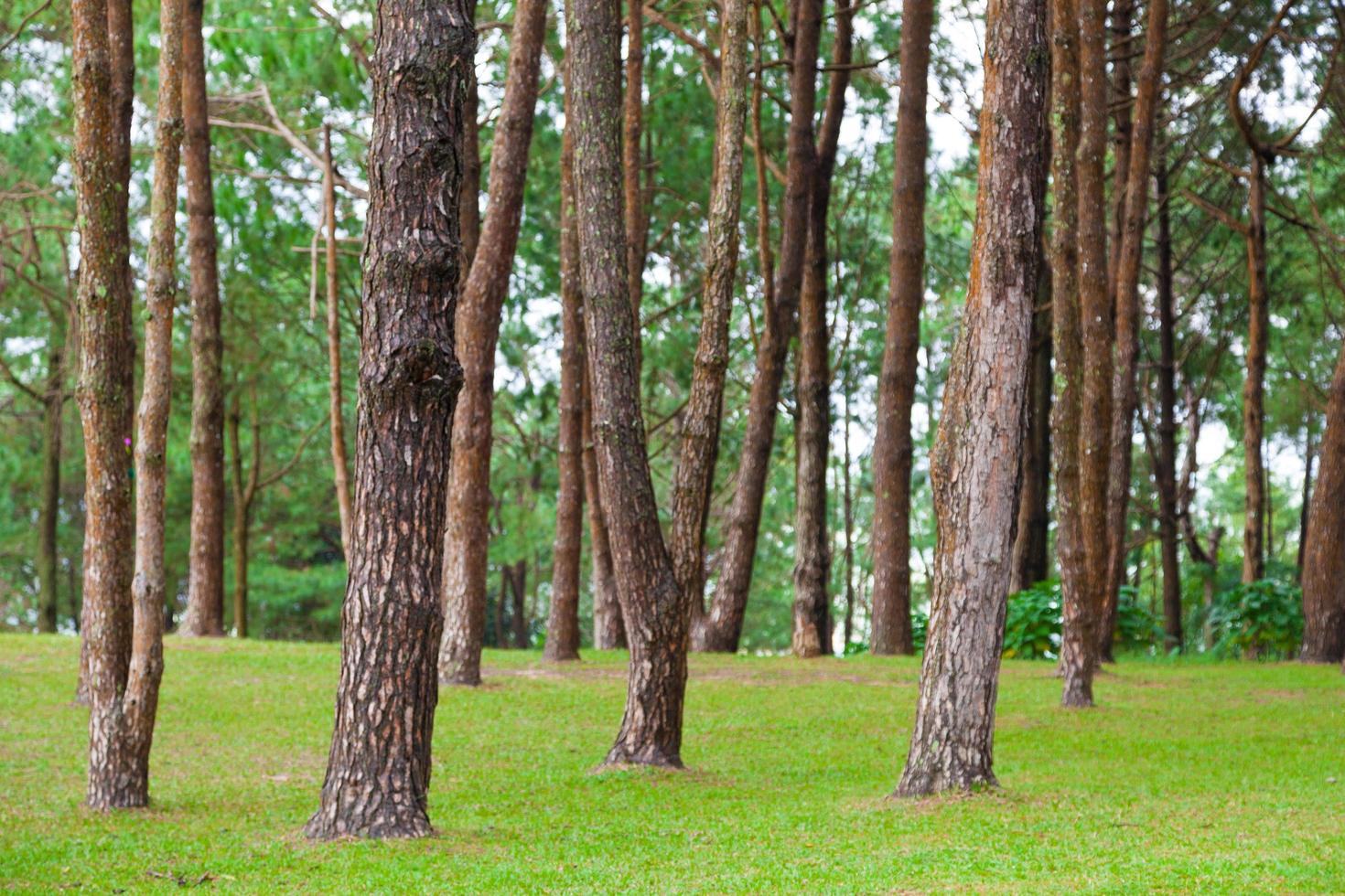 Pine growing on the lawn on a hill in the park photo