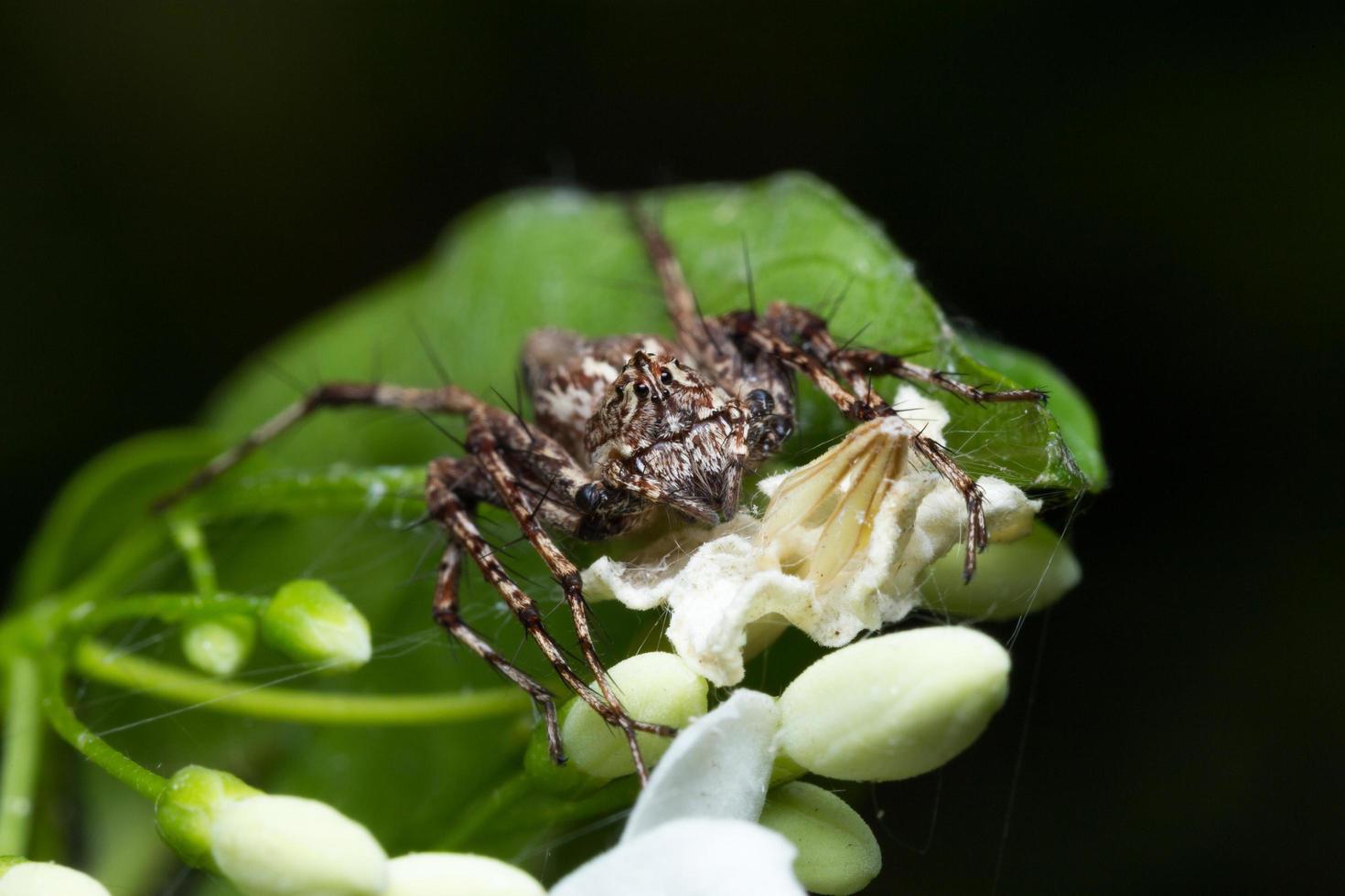 foto de primer plano de araña