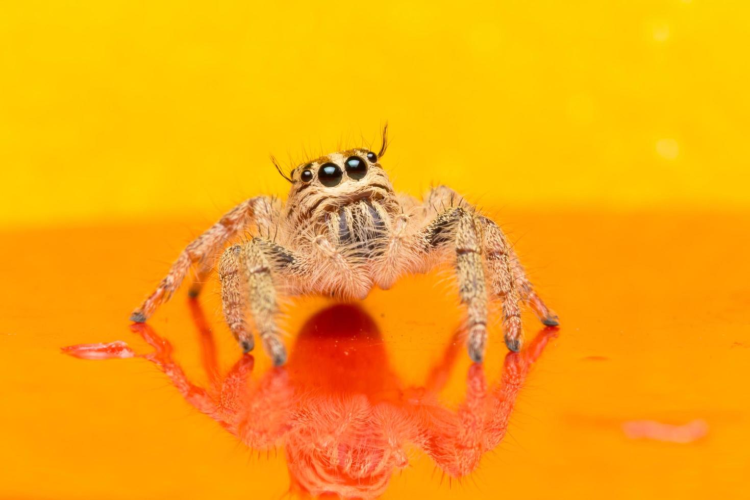 Spider on an orange surface photo