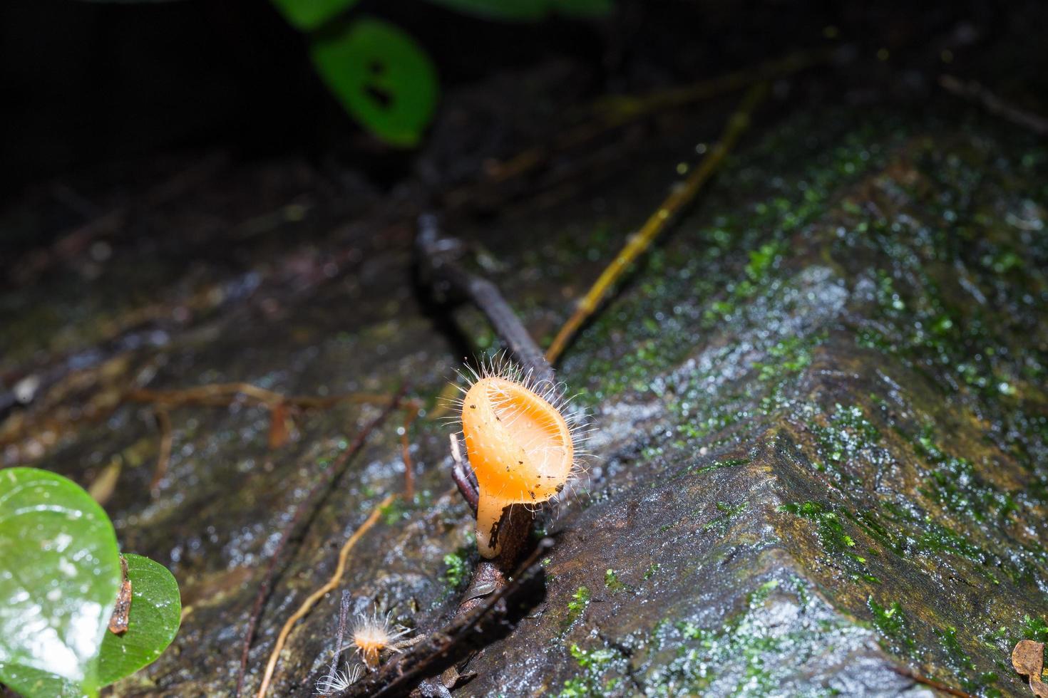 Mushroom on a rock photo