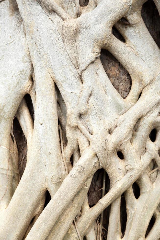 Root of a tree in Thailand photo