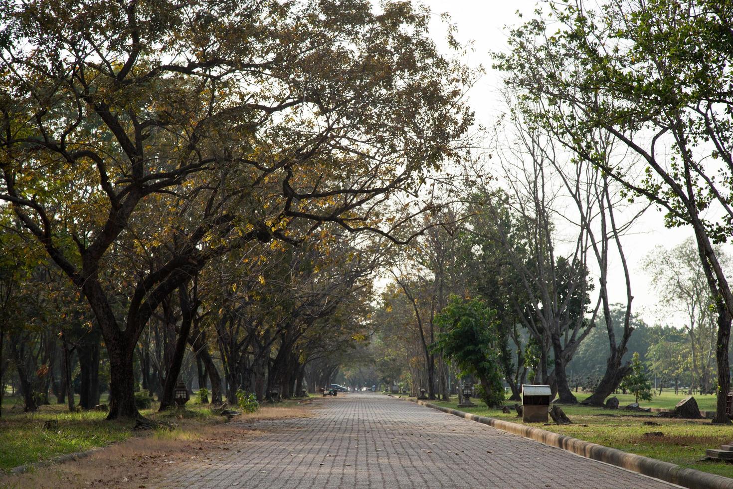 pasarela en el parque foto