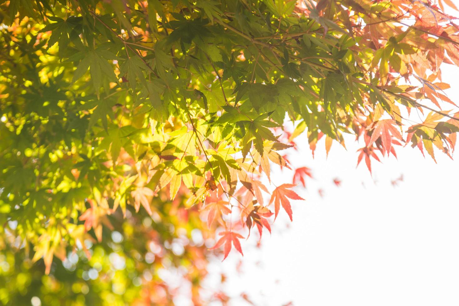 Leaves on the tree photo