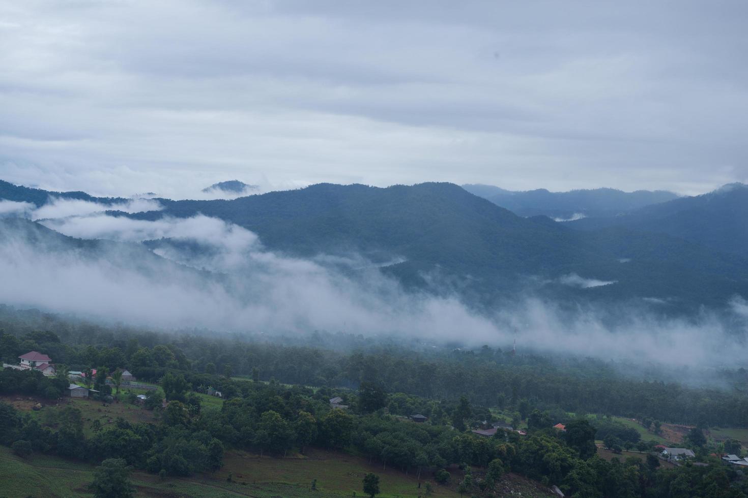 niebla sobre el bosque foto