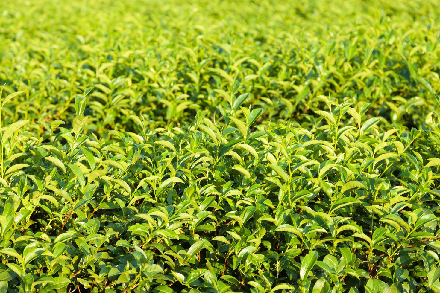 Tea farm in Thailand photo