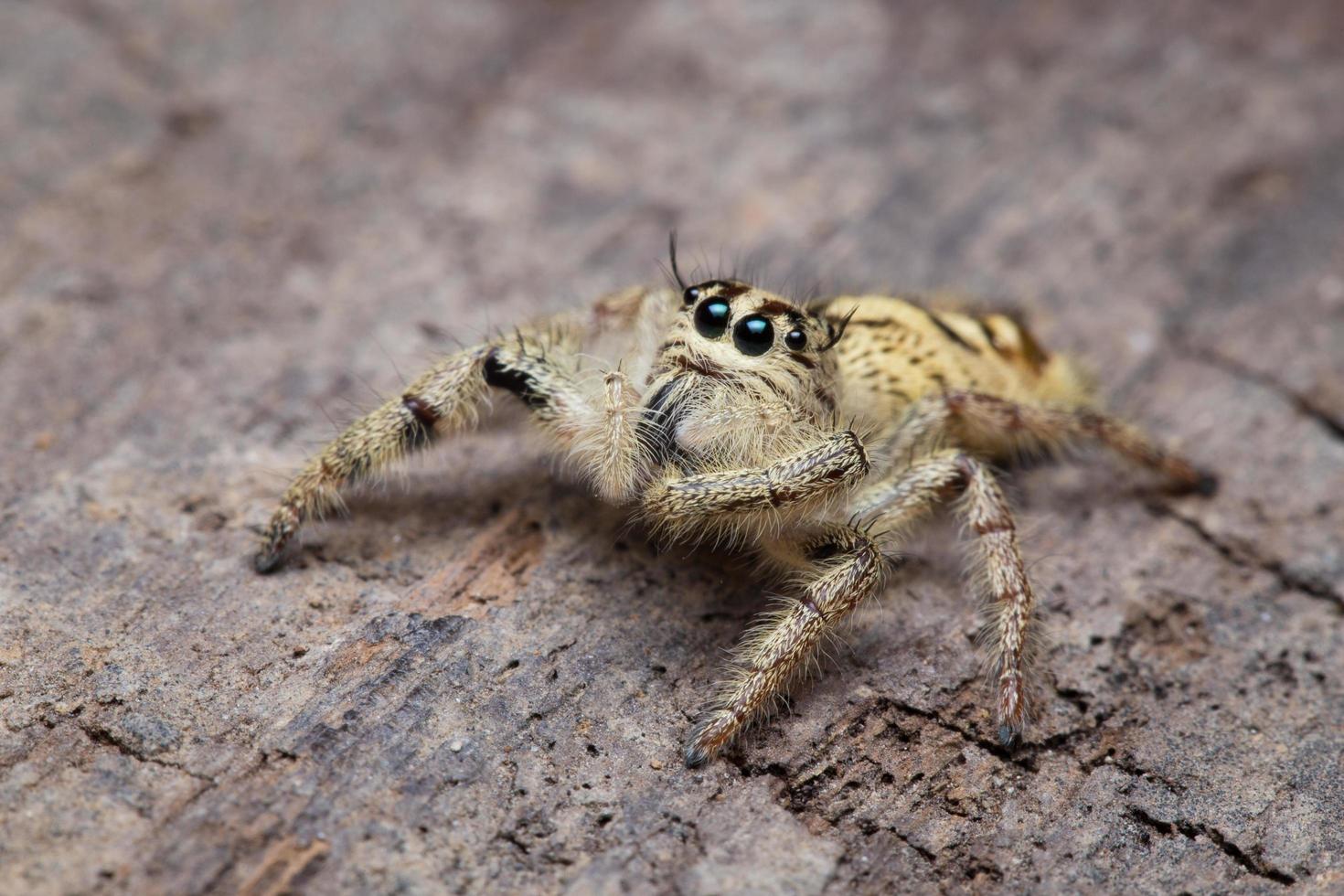 Spider close-up photo