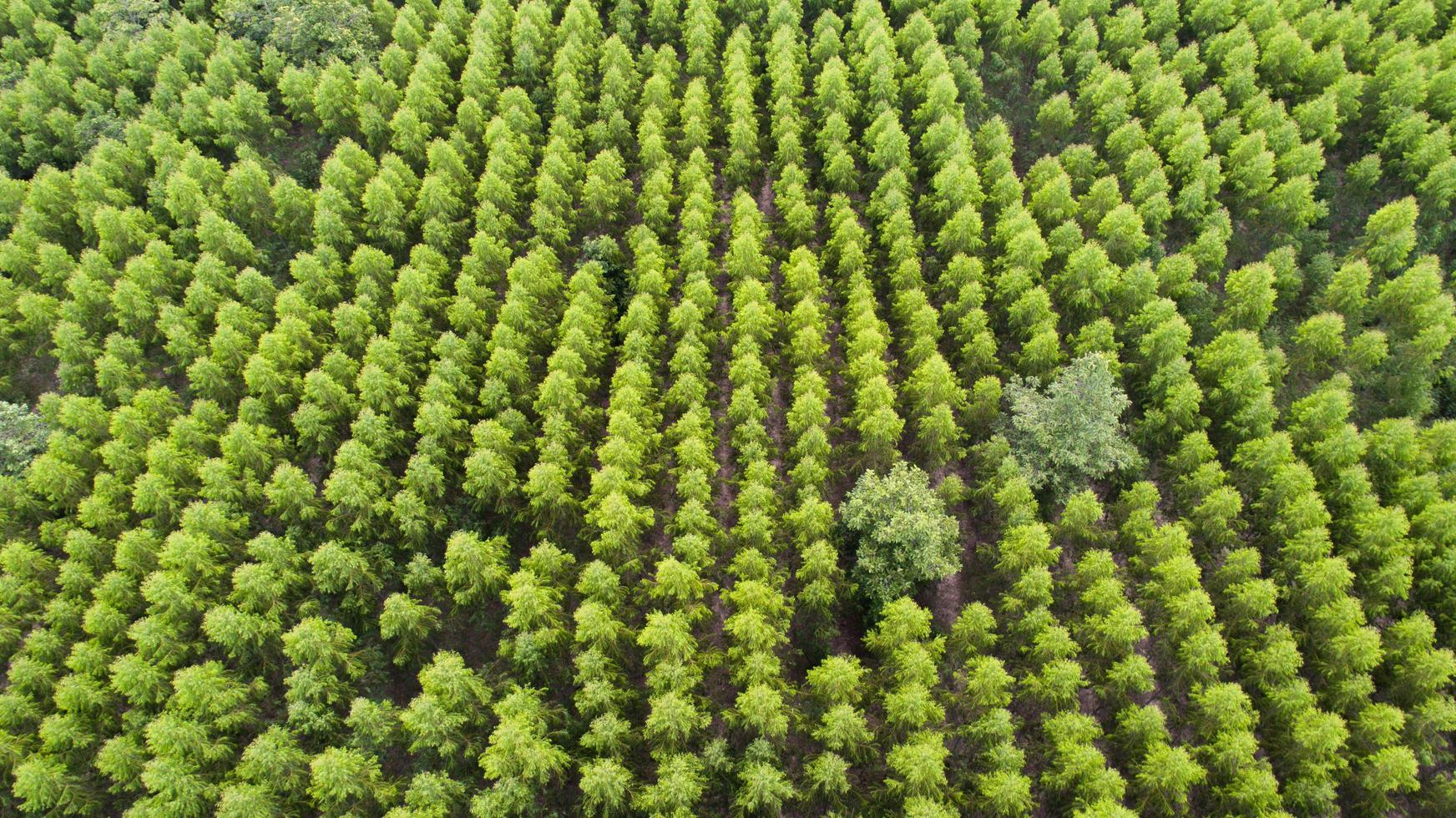 vista aérea del bosque de árboles verdes foto