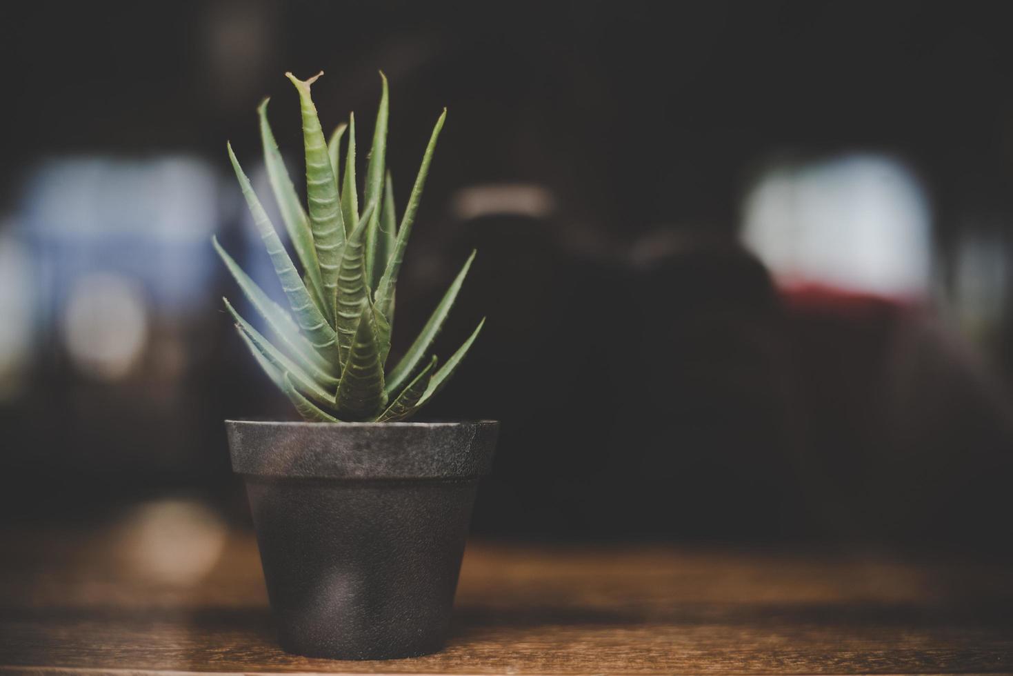 Cafe mood cactus on the table photo