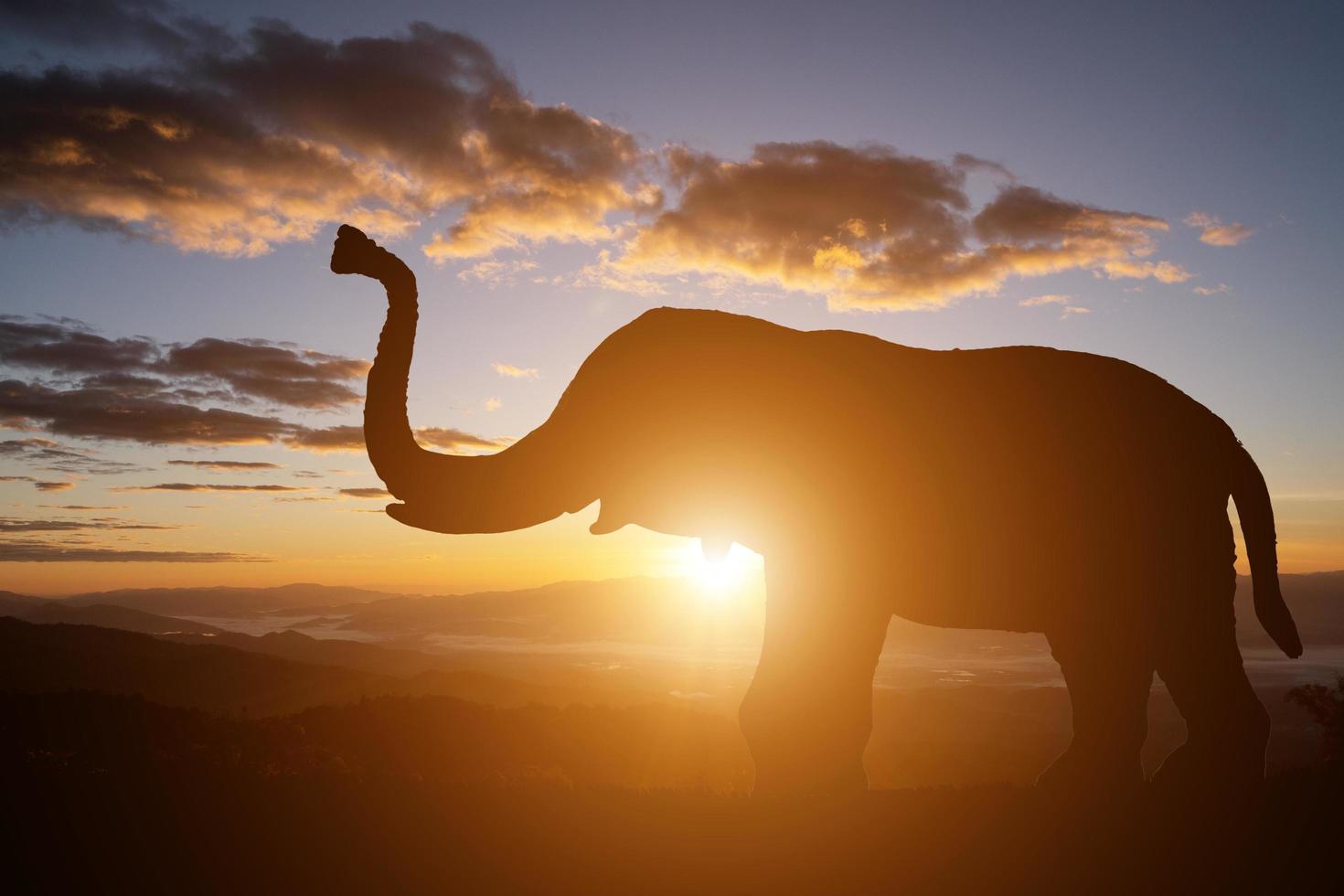 Silhouette of an elephant on sunset background photo