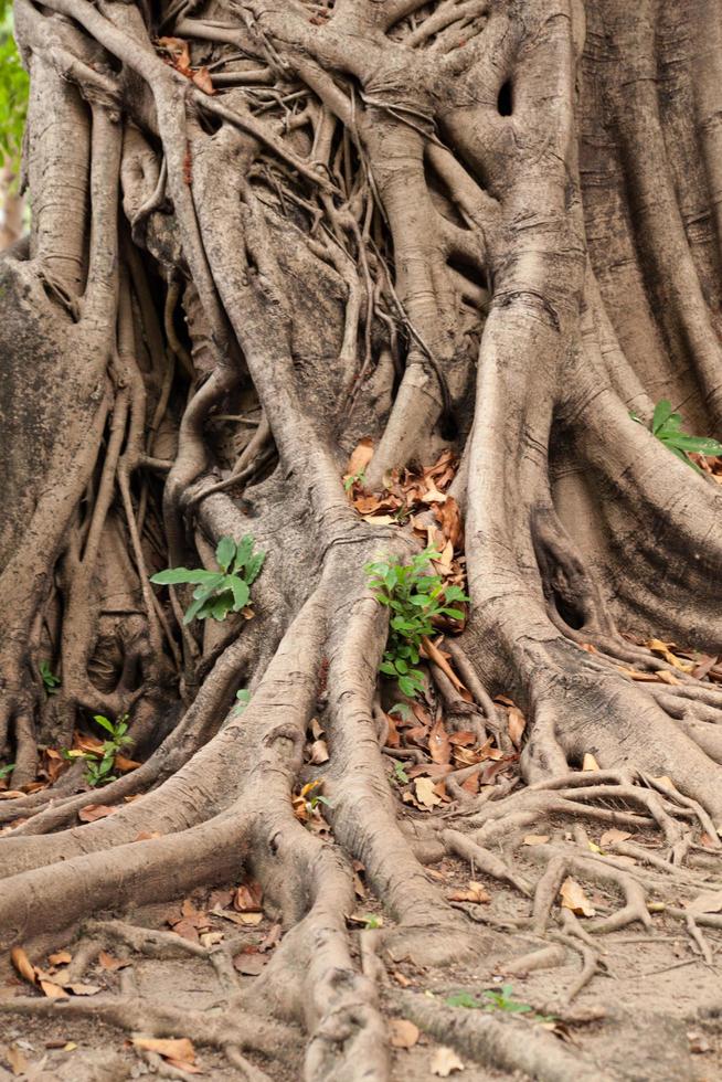 Root of a tree in Thailand photo